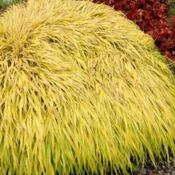 Hakonechloa Macra 'All Gold' 6 Hakonechloa Macra 'All Gold' -Pure Botanica pl2000024769 card3 lg