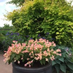 Weigela All Summer Peach ('Slingpink') (PBR) (All Summer Series)
