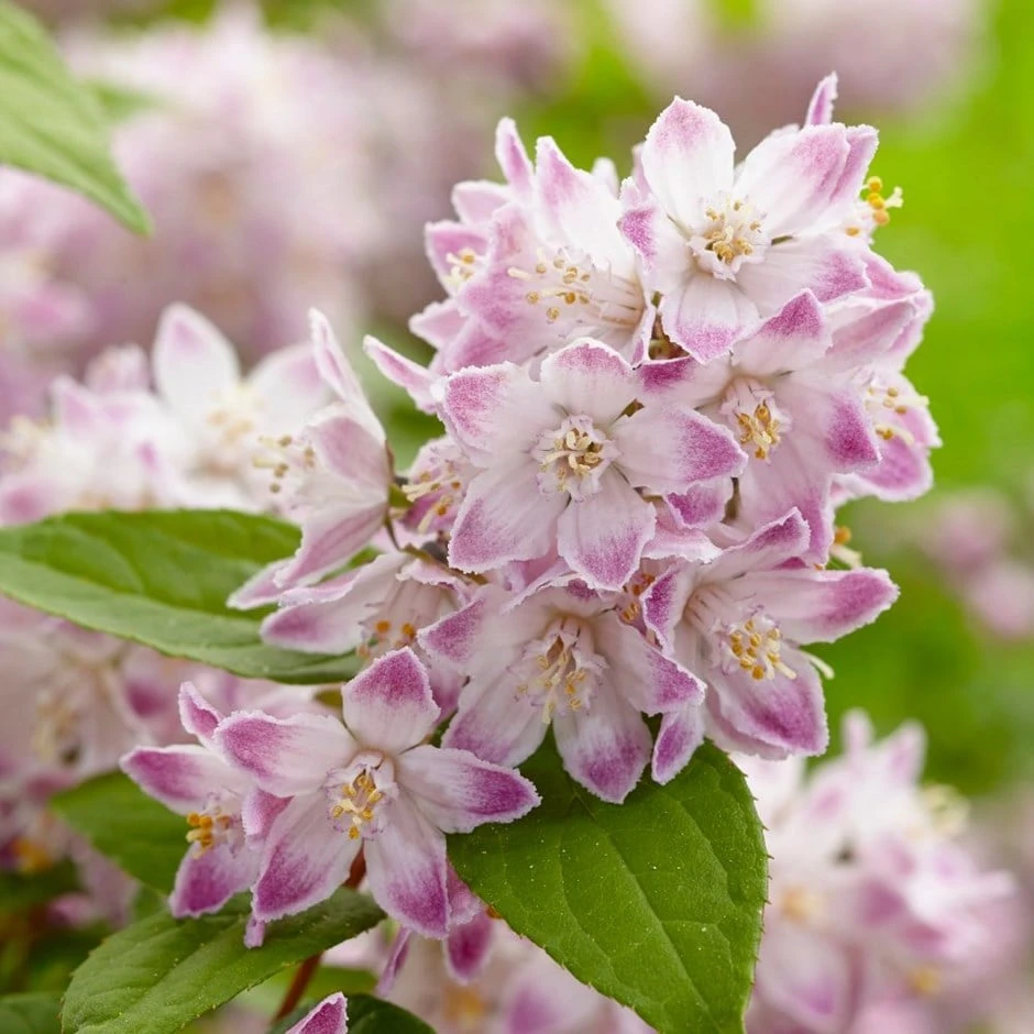 Deutzia Raspberry Sundae ('Low 18') (PBR) 1 Deutzia Raspberry Sundae ('Low 18') (PBR)