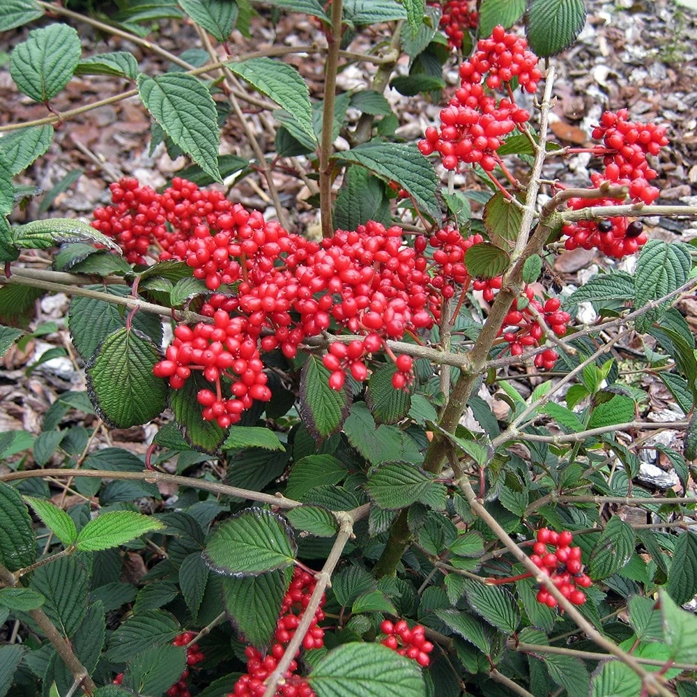 Viburnum Plicatum F. Tomentosum Kilimanjaro ('Jww1') (PBR) 2 Viburnum Plicatum F. Tomentosum Kilimanjaro ('Jww1') (PBR) - Image 2