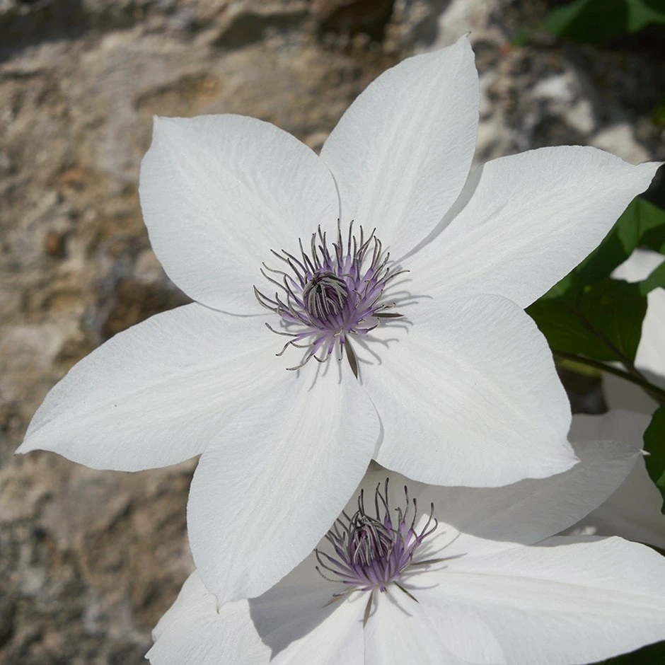 Clematis Tsukiko ('Evipo110') (PBR) (Garland Series) 1 Clematis Tsukiko ('Evipo110') (PBR) (Garland Series)