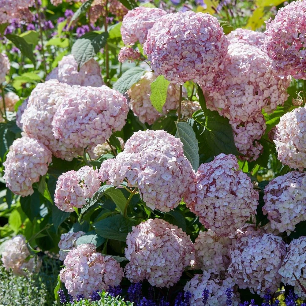 Hydrangea Arborescens 'Candybelle Bubblegum' (PBR) 2 Hydrangea Arborescens 'Candybelle Bubblegum' (PBR) - Image 2