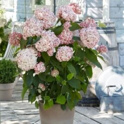 Hydrangea Arborescens 'Candybelle Bubblegum' (PBR) 7 Hydrangea Arborescens 'Candybelle Bubblegum' (PBR) -Pure Botanica pl2000026315 card3 lg