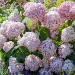 Hydrangea Arborescens 'Candybelle Bubblegum' (PBR) 8 Hydrangea Arborescens 'Candybelle Bubblegum' (PBR) -Pure Botanica pl2000026315 card4 lg