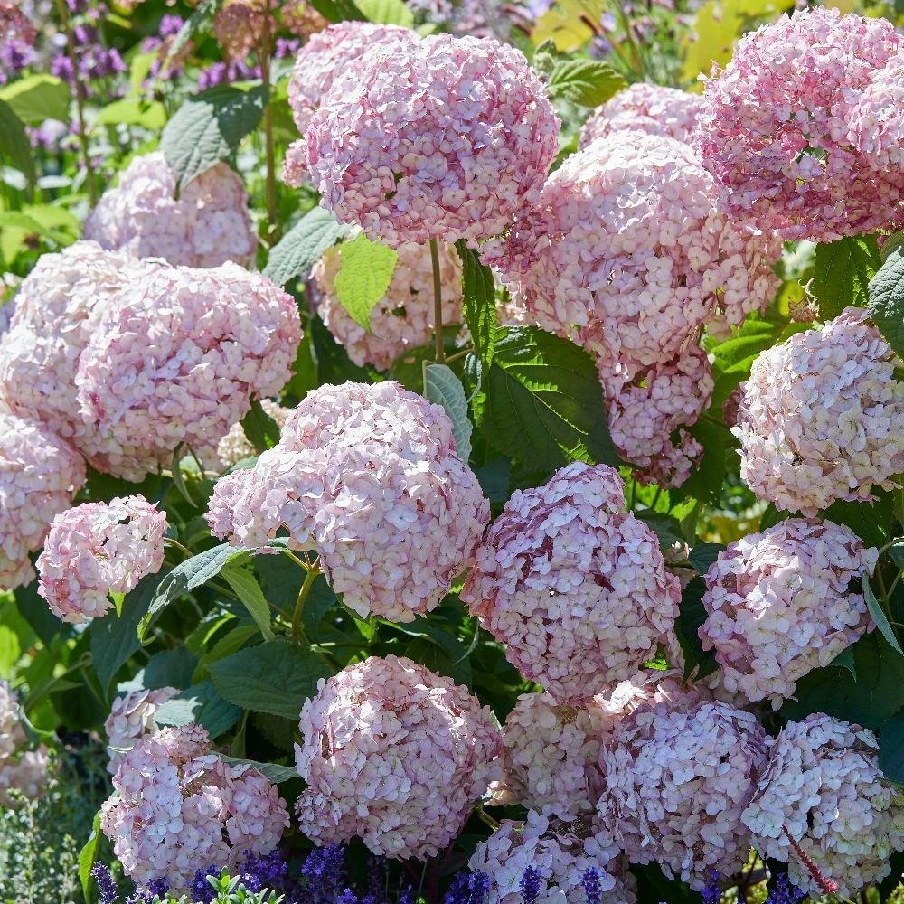Hydrangea Arborescens 'Candybelle Bubblegum' (PBR) 4 Hydrangea Arborescens 'Candybelle Bubblegum' (PBR) - Image 4