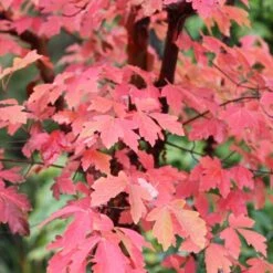 Acer Griseum 6 Acer Griseum -Pure Botanica pl2000026319 card3 lg