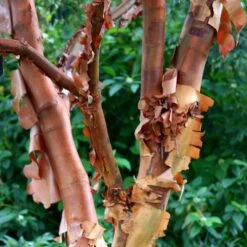 Acer Griseum 7 Acer Griseum -Pure Botanica pl2000026319 card4 lg