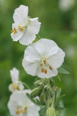 Geranium Phaeum 'Album' -Pure Botanica pl2000027169 card3 lg
