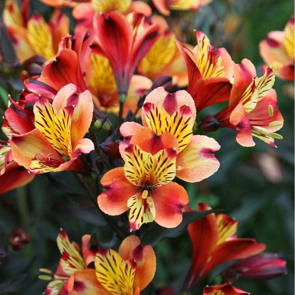 Alstroemeria Indian Summer ('Tesronto') (PBR) (Summer Paradise Series) 1 Alstroemeria Indian Summer ('Tesronto') (PBR) (Summer Paradise Series)