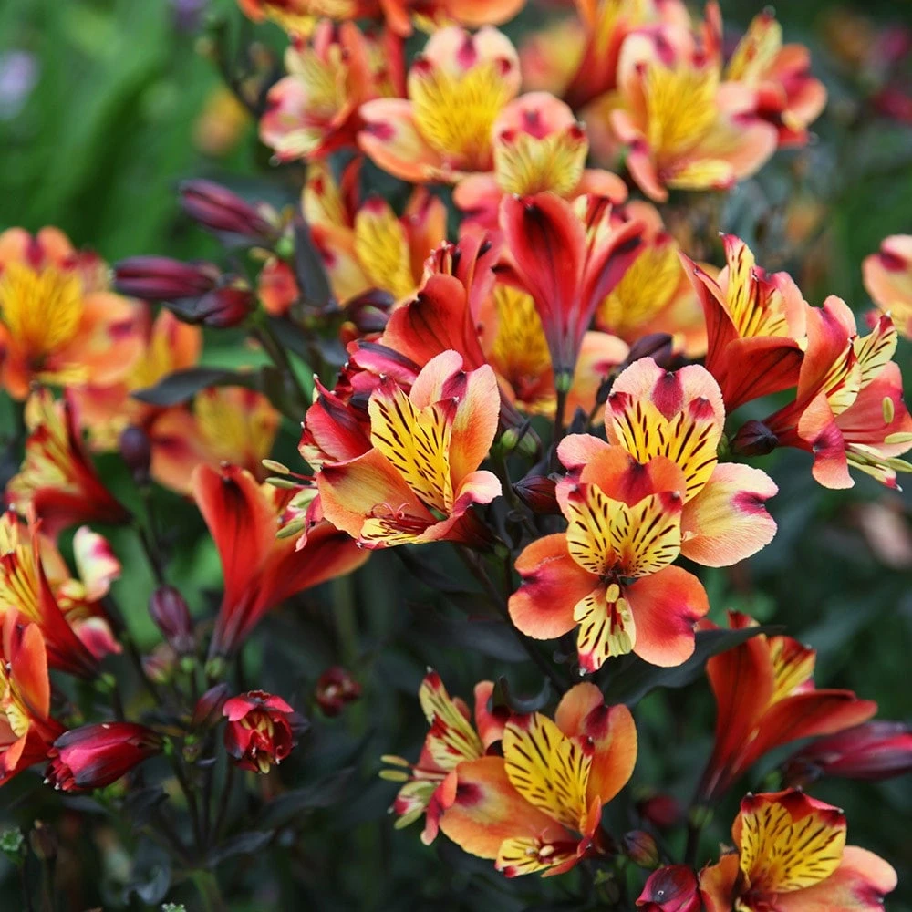 Alstroemeria Indian Summer ('Tesronto') (PBR) (Summer Paradise Series) 2 Alstroemeria Indian Summer ('Tesronto') (PBR) (Summer Paradise Series) - Image 2