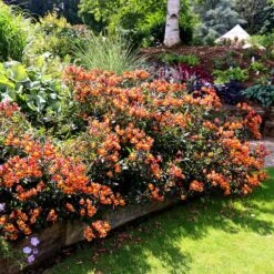 Alstroemeria Indian Summer ('Tesronto') (PBR) (Summer Paradise Series) 6 Alstroemeria Indian Summer ('Tesronto') (PBR) (Summer Paradise Series) -Pure Botanica pl2000027172 card3 lg