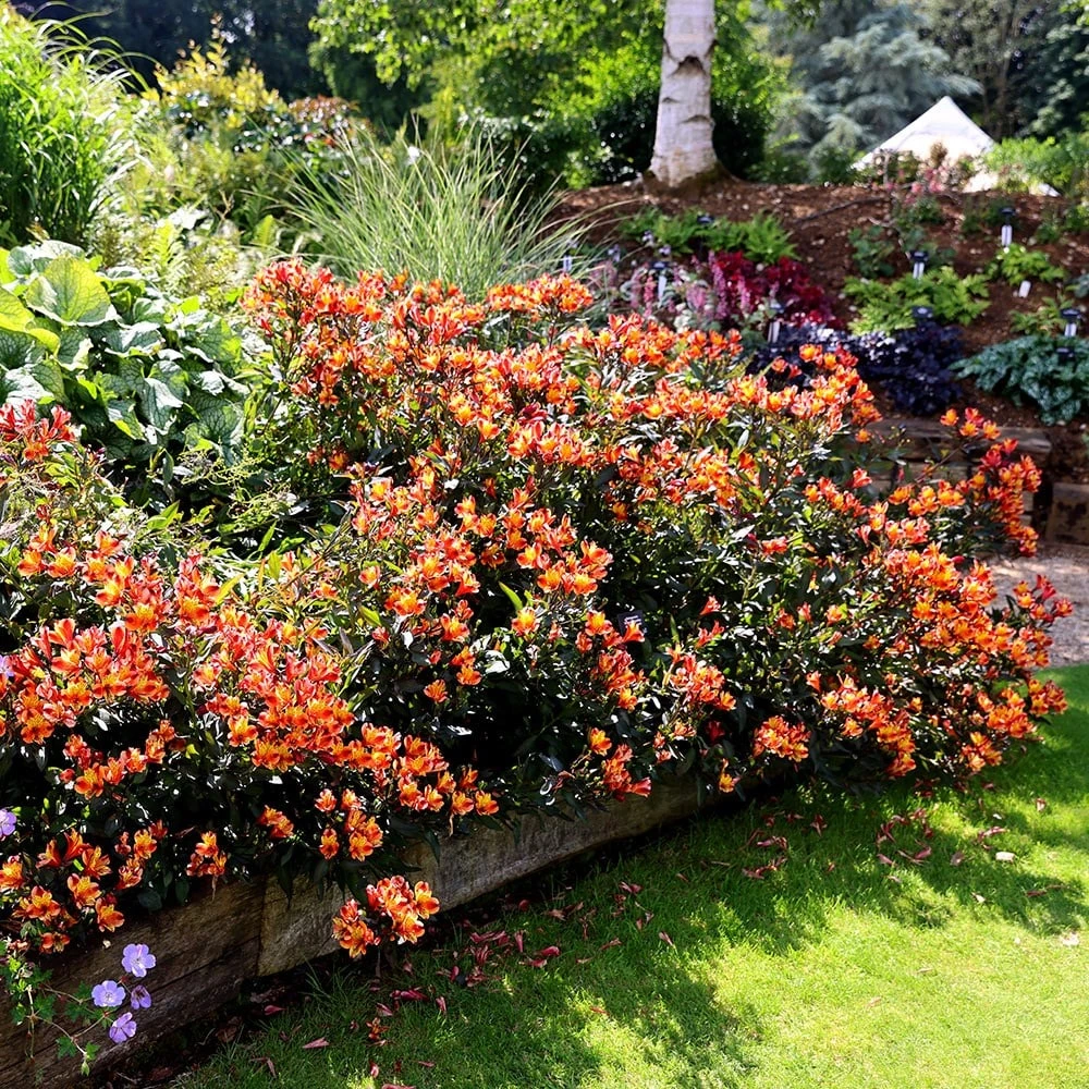 Alstroemeria Indian Summer ('Tesronto') (PBR) (Summer Paradise Series) 3 Alstroemeria Indian Summer ('Tesronto') (PBR) (Summer Paradise Series) - Image 3