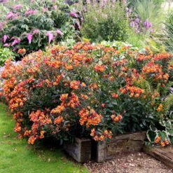 Alstroemeria Indian Summer ('Tesronto') (PBR) (Summer Paradise Series) 7 Alstroemeria Indian Summer ('Tesronto') (PBR) (Summer Paradise Series) -Pure Botanica pl2000027172 card4 lg