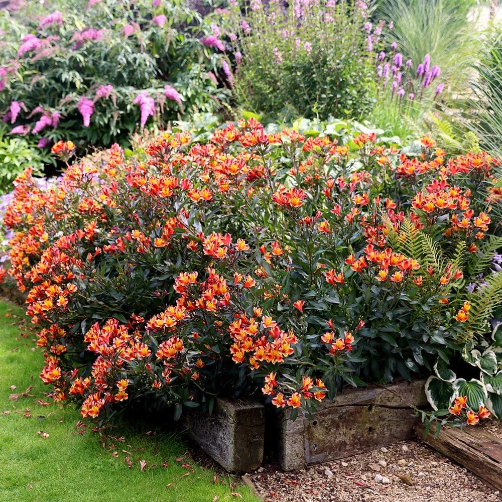 Alstroemeria Indian Summer ('Tesronto') (PBR) (Summer Paradise Series) 4 Alstroemeria Indian Summer ('Tesronto') (PBR) (Summer Paradise Series) - Image 4