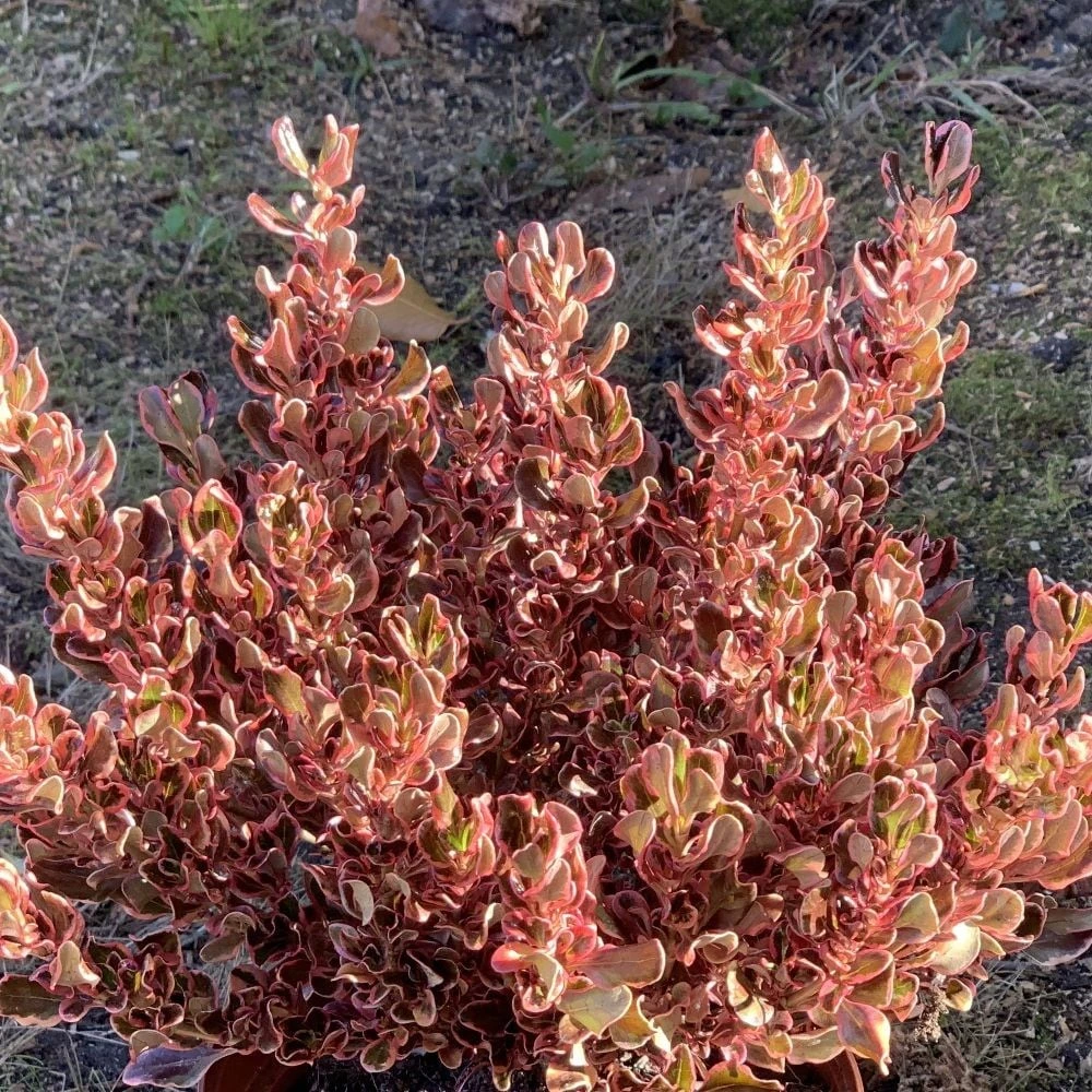 Coprosma Repens 'Pacific Dawn' 2 Coprosma Repens 'Pacific Dawn' - Image 2