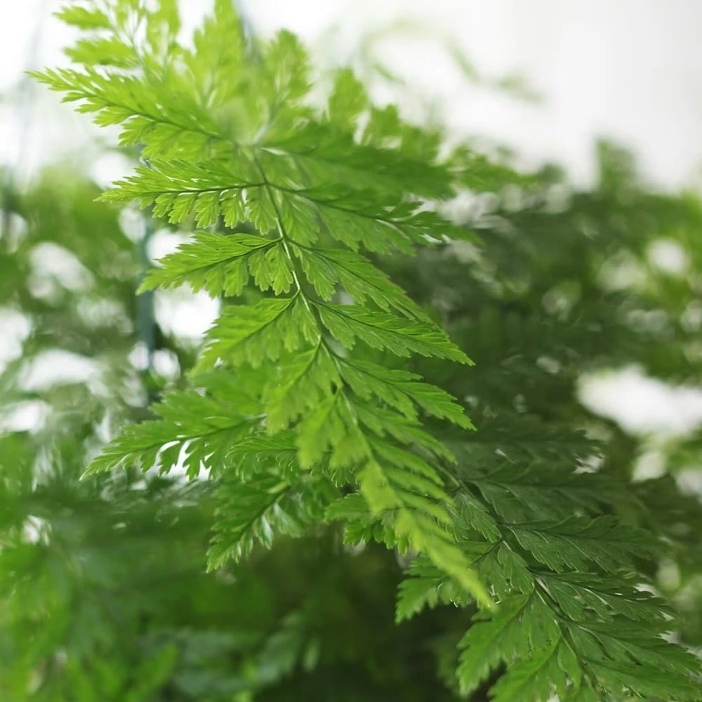 Humata Tyermanii 'Bunny' 4 Humata Tyermanii 'Bunny' - Image 4