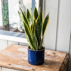 Sansevieria Trifasciata Var. Laurentii -Pure Botanica pl2000027233 card5 lg