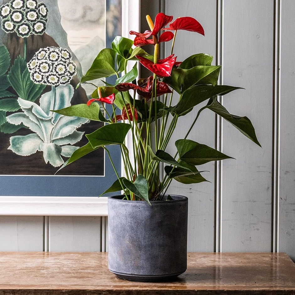 Anthurium (Andraeanum Group) Red Champion ('Anthbnena') (PBR) 1 Anthurium (Andraeanum Group) Red Champion ('Anthbnena') (PBR)