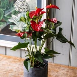 Anthurium (Andraeanum Group) Red Champion ('Anthbnena') (PBR) 5 Anthurium (Andraeanum Group) Red Champion ('Anthbnena') (PBR) -Pure Botanica pl2000027263 card3 lg