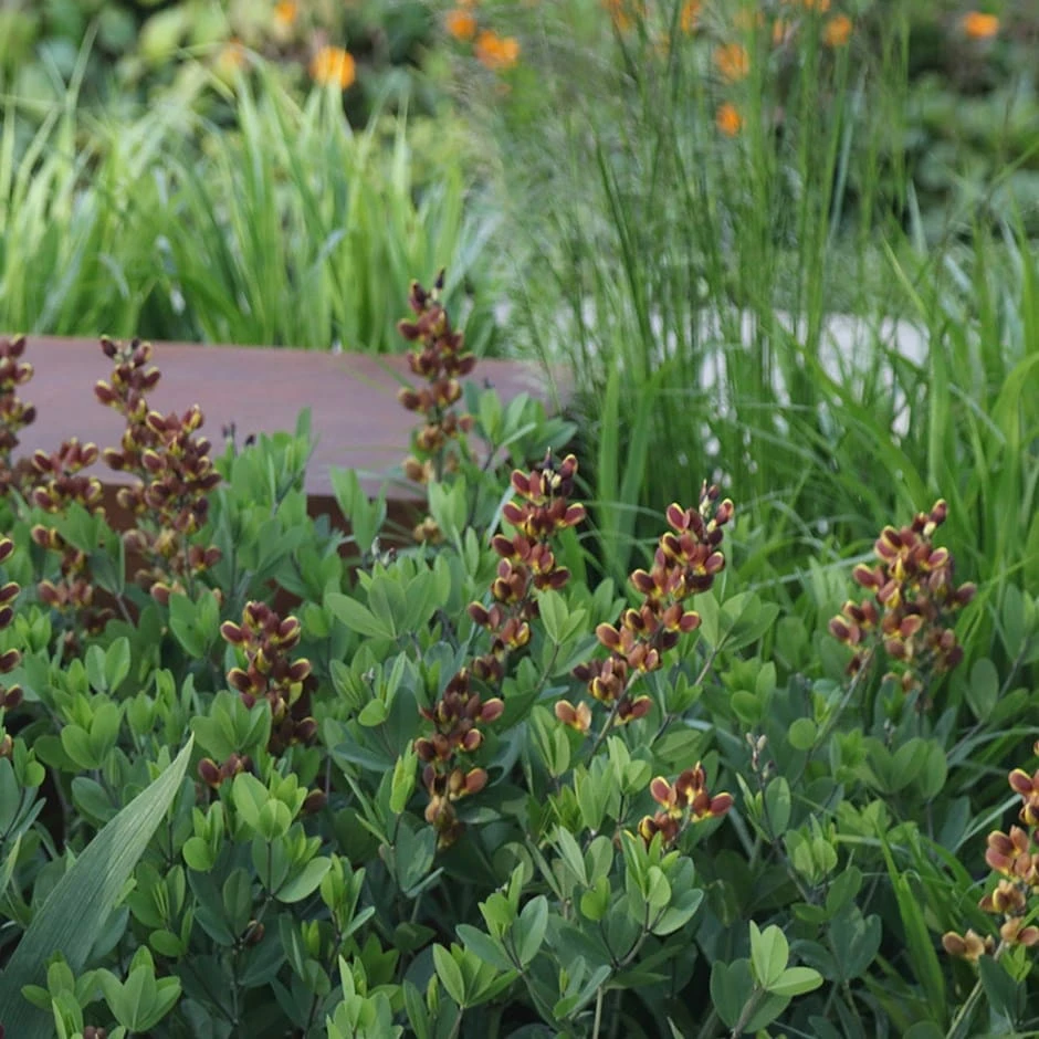 Baptisia 'Dutch Chocolate' (Decadence Series) 1 Baptisia 'Dutch Chocolate' (Decadence Series)