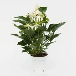 Anthurium White Champion ('Anthefaqyr') (PBR) -Pure Botanica pl2000027698 card3 lg