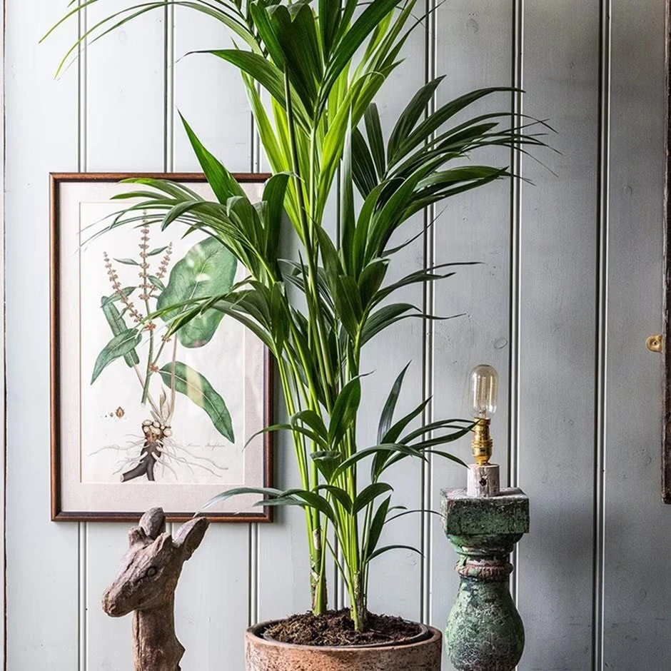 Howea Forsteriana 1 Howea Forsteriana