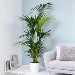 Howea Forsteriana 7 Howea Forsteriana -Pure Botanica pl2000027701 card3 lg