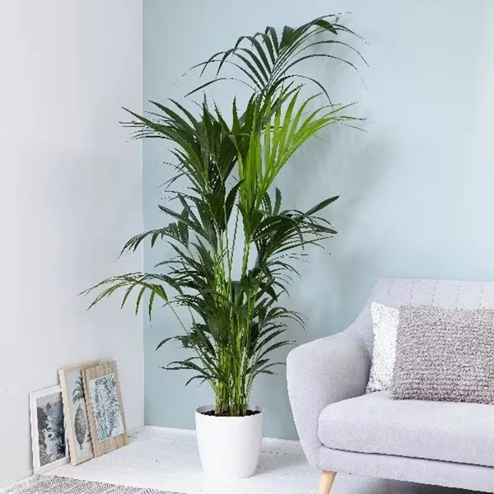 Howea Forsteriana 3 Howea Forsteriana - Image 3