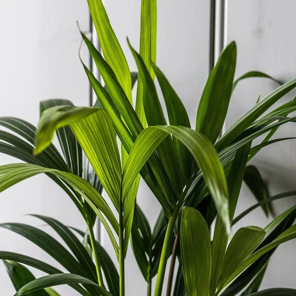 Howea Forsteriana 5 Howea Forsteriana - Image 5