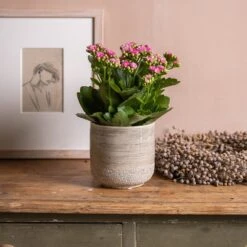 Kalanchoe Blossfeldiana 'Don Nando' (PBR)