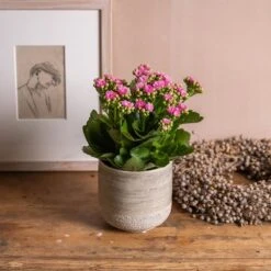 Kalanchoe Blossfeldiana 'Don Nando' (PBR) 5 Kalanchoe Blossfeldiana 'Don Nando' (PBR) -Pure Botanica pl2000027705 card3 lg