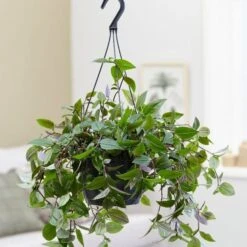 Tradescantia 'Green Hill' 5 Tradescantia 'Green Hill' -Pure Botanica pl2000027706 card3 lg