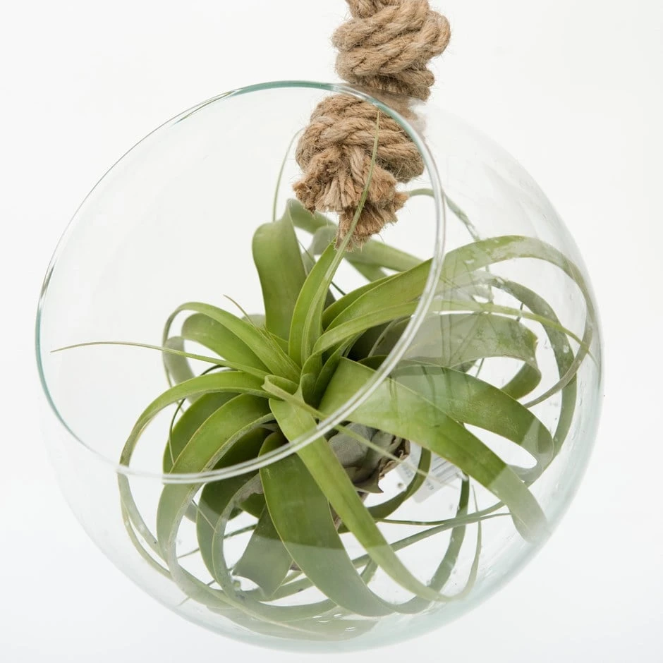 Extra Large Air Plant With Hanging Glass Orb/terrarium 1 Extra Large Air Plant With Hanging Glass Orb/terrarium