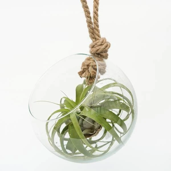 Extra Large Air Plant With Hanging Glass Orb/terrarium 2 Extra Large Air Plant With Hanging Glass Orb/terrarium - Image 2