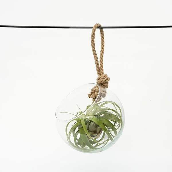Extra Large Air Plant With Hanging Glass Orb/terrarium 3 Extra Large Air Plant With Hanging Glass Orb/terrarium - Image 3