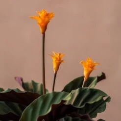 Goeppertia Crocata 'Tassmania' -Pure Botanica pl2000027721 card3 lg