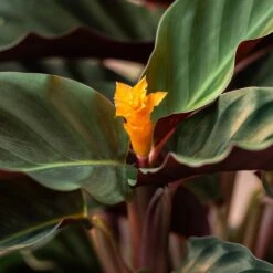 Goeppertia Crocata 'Tassmania' -Pure Botanica pl2000027721 card4 lg