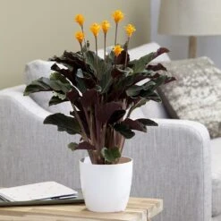 Goeppertia Crocata 'Tassmania' -Pure Botanica pl2000027721 card5 lg