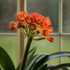 Clivia Miniata 8 Clivia Miniata -Pure Botanica pl2000027724 card3 lg