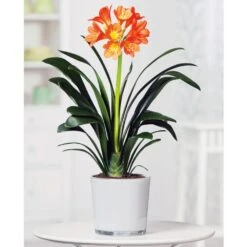 Clivia Miniata 9 Clivia Miniata -Pure Botanica pl2000027724 card4 lg