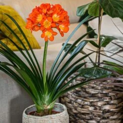 Clivia Miniata 10 Clivia Miniata -Pure Botanica pl2000027724 card5 lg