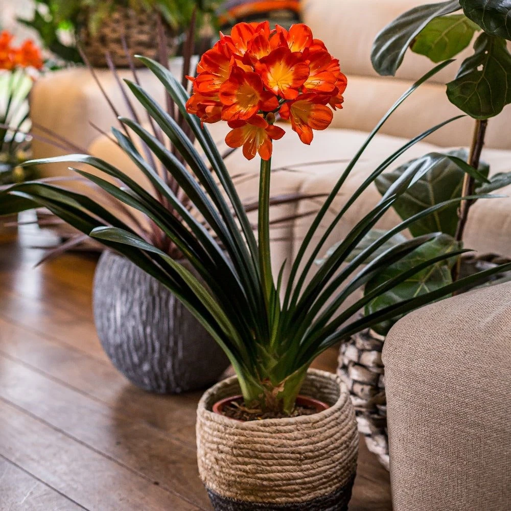 Clivia Miniata 6 Clivia Miniata - Image 6