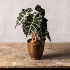 Alocasia × Amazonica 'Polly' -Pure Botanica pl2000027731 card3 lg