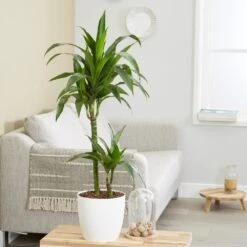 Dracaena Fragrans 'Janet Craig' -Pure Botanica pl2000027738 card3 lg