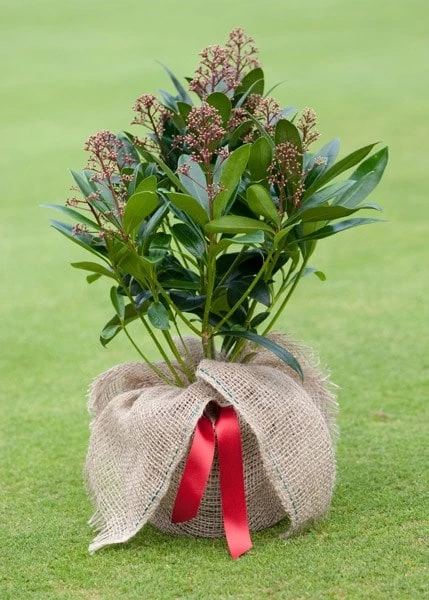 Skimmia Japonica 'Rubella' (male) 3 Skimmia Japonica 'Rubella' (male) - Image 3