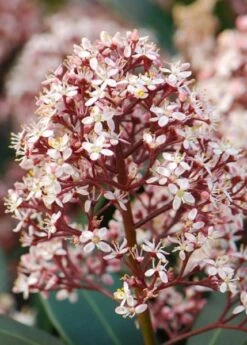 Skimmia Japonica 'Rubella' (male) 8 Skimmia Japonica 'Rubella' (male) -Pure Botanica pl2000027773 card4 lg