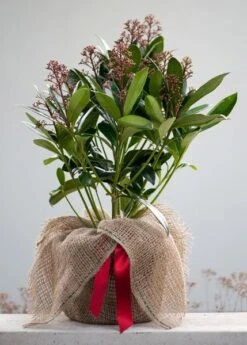 Skimmia Japonica 'Rubella' (male) 9 Skimmia Japonica 'Rubella' (male) -Pure Botanica pl2000027773 card5 lg