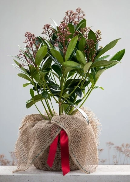 Skimmia Japonica 'Rubella' (male) 5 Skimmia Japonica 'Rubella' (male) - Image 5