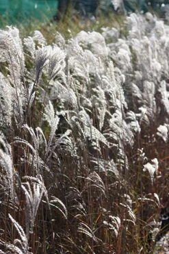 Miscanthus Sinensis 'Kleine Fontäne' -Pure Botanica pl2000027802 card3 lg
