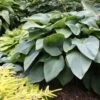 Hosta 'Empress Wu' (PBR)
